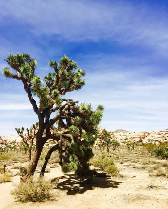Cozy Stylish Home In The Heart Of Jt Village Joshua Tree Exterior foto